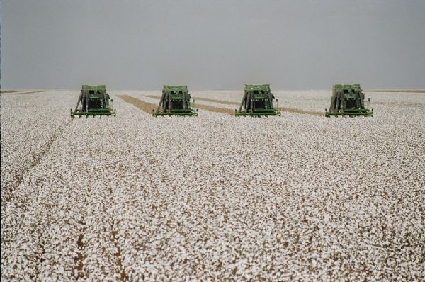 Safra mundial de algodo dever ser 5% menor no ciclo 2012/2013