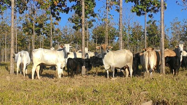 Brasil deve enviar 100 mil cabeas de gado para abate na Turquia at dezembro