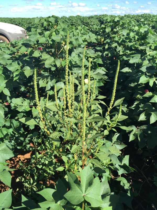 Amaranthus palmeri encontrada em lavoura de algod�o de Mato Grosso