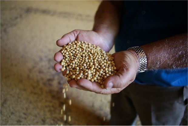 Patente de soja da Monsanto tem nulidade reconhecida pelo INPI  aps ao da Aprosoja