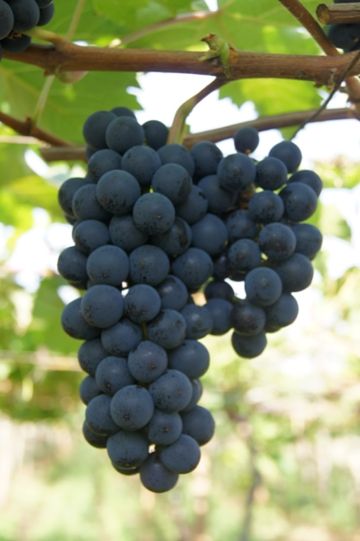 Nova cultivar de uva para suco ser apresentada pela Embrapa para tcnicos de Mato Grosso