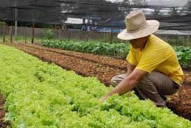 Senado aprovou mudanas que fortalecem pequenos produtores