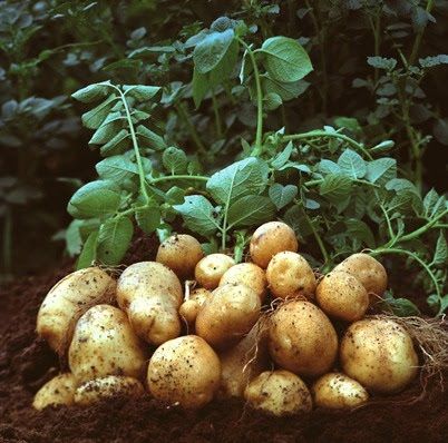 Uma das principais culturas do pas, a batata tem rentabilidade favorvel ao produtor, porm cuidados no cultivo