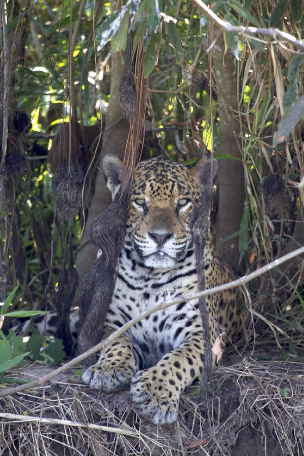 Eclogo dos EUA desenvolve projeto para preservao do Pantanal de Cceres; veja fotos