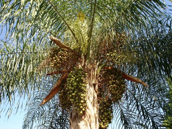 Bocaivas, palmeiras tipico do Cerrado,  bastante encontrado em Cuiab