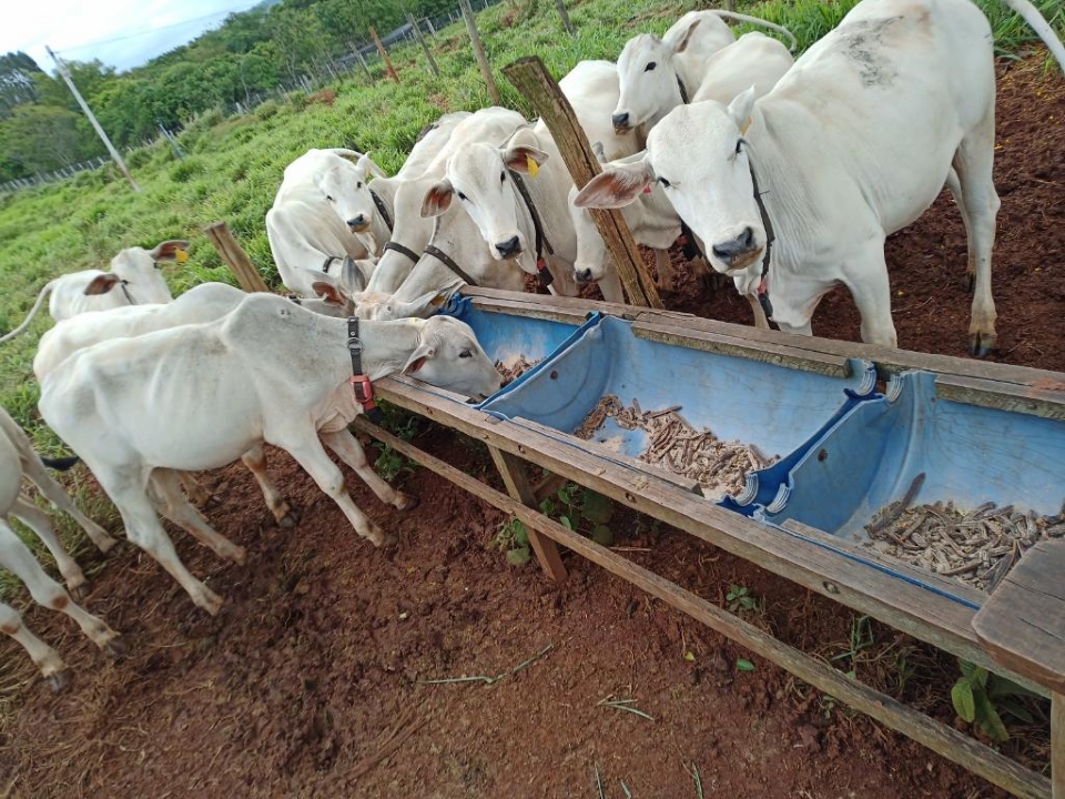 Uso de plantas ajuda na reduo das emisses de metano na pecuria de MT, aponta pesquisadores