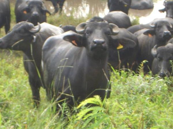 Custo na criao menor que o bovino, os bfalos passou a ser opo de renda para pequenos produtores