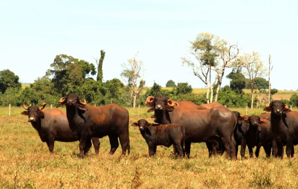 Falta de incentivos e indstrias travam crescimento da criao de bfalos em Mato Grosso
