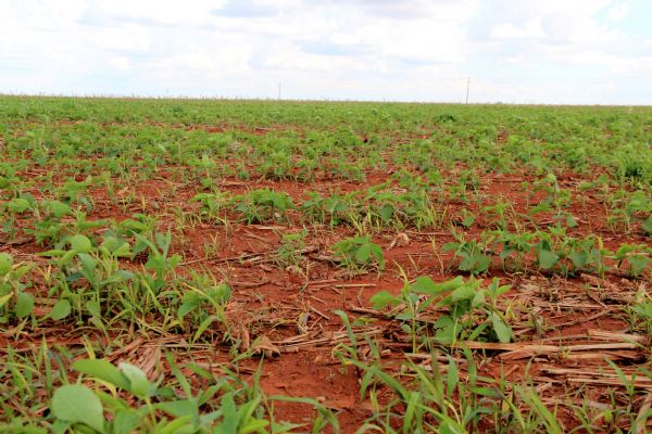 Chuva � o �nico fator que deixa os produtores rurais impacientes