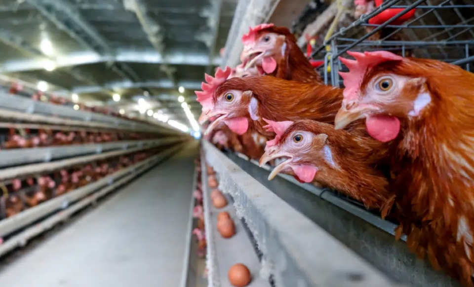 China retira suspens�o � exporta��o de carne de aves brasileira