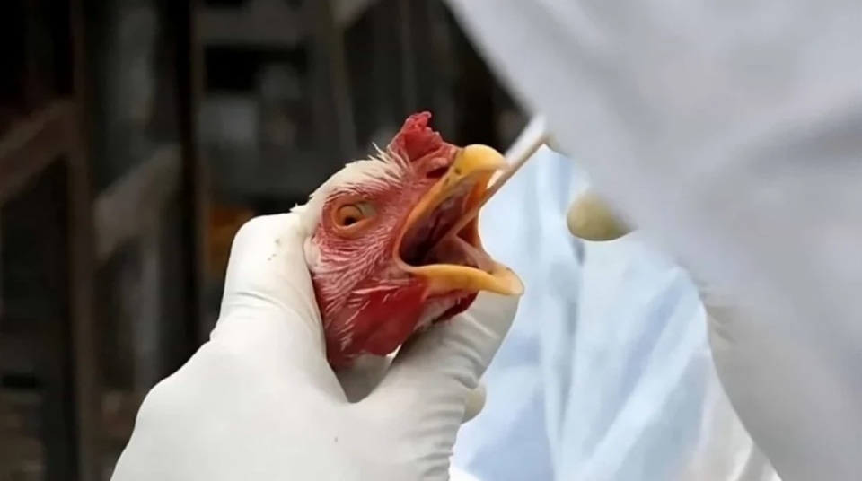 Mapa confirma foco de gripe avi�ria em propriedade rural de Cuiab� e Indea monta barreira sanit�ria