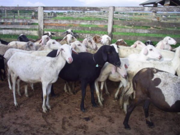 Ovinocultura ainda no tem cadeia produtiva em Mato Grosso