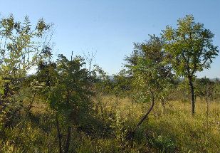 Cadastro obrigatrio do novo Cdigo Florestal pode ser liberado em maio