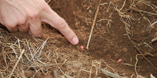 Equipes coletam dados sobre o plantio das lavouras de soja em Mato Grosso