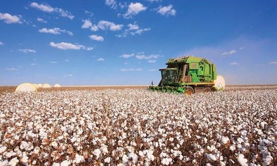 Com 1 milho de toneladas, safra de algodo em Mato Grosso ter aumento de 14%