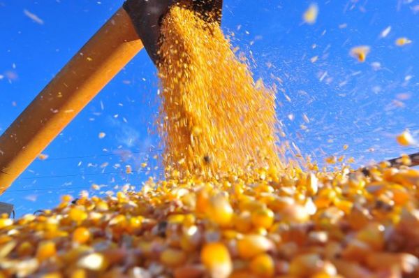 Colheita do milho tem avano de 15,3 p.p. na semana; algodo 7 p.p.