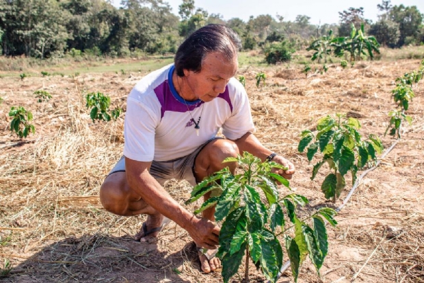 Governo de MT incentiva ingresso de comunidades indgenas no cultivo de caf