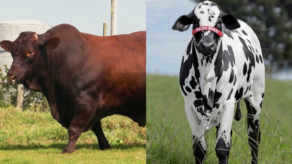 Refer�ncia nacional em pecu�ria, Norte Show 2026 ter� exposi��o de mais de 60 animais de diversas regi�es do pa�s