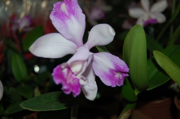 Orqu�deas est�o entre as preferidas dos consumidores