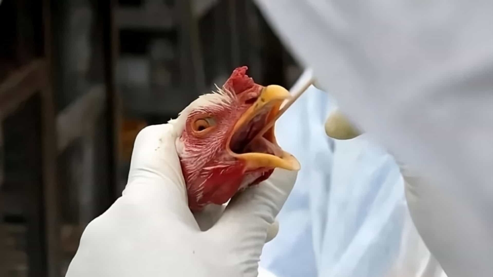 Duas pessoas com suspeita de gripe aviria esto sendo tratados com antiviral, diz Ministrio