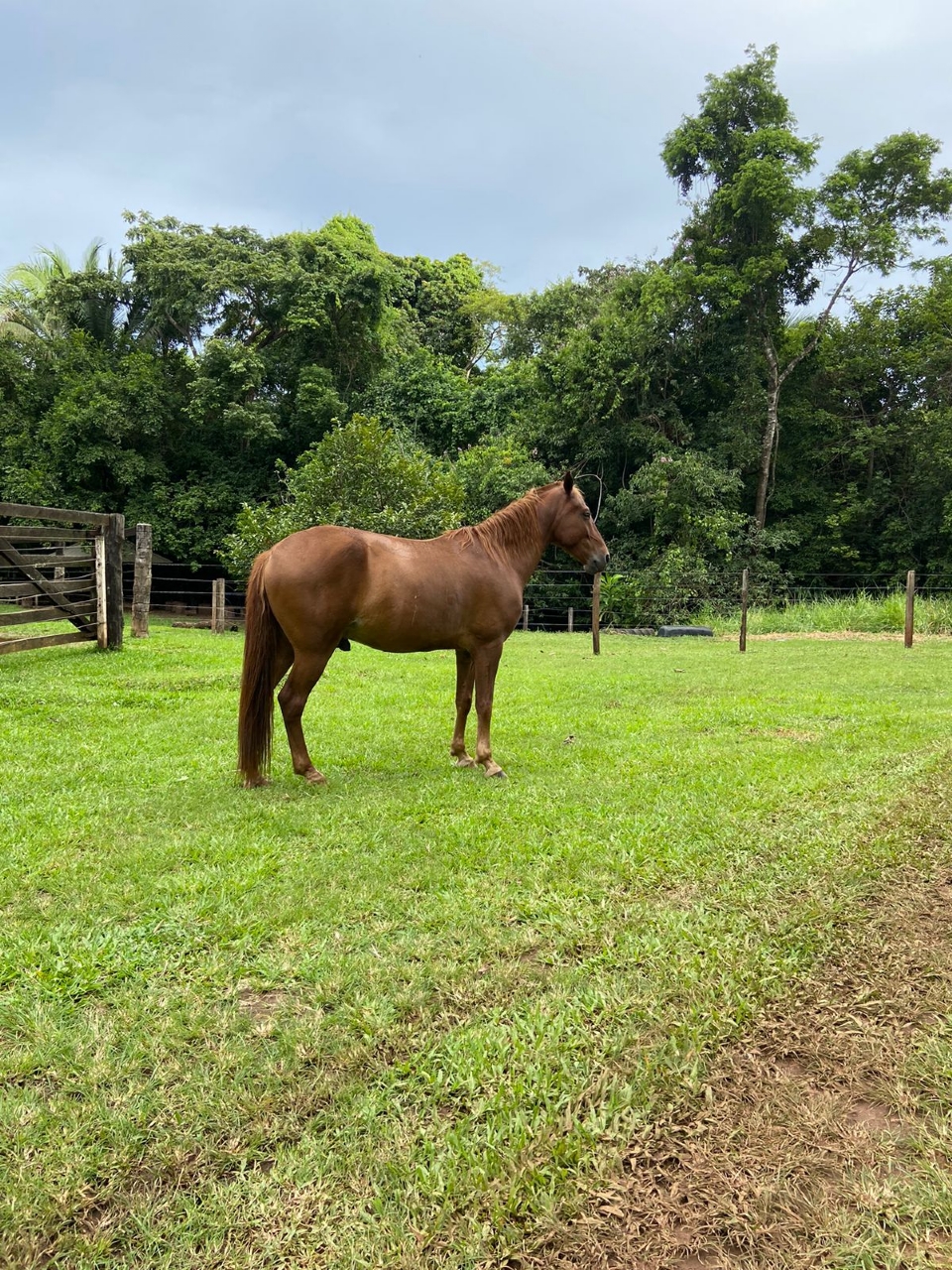 Exame de mormo para transporte de equinos deixa de ser obrigatrio em Mato Grosso