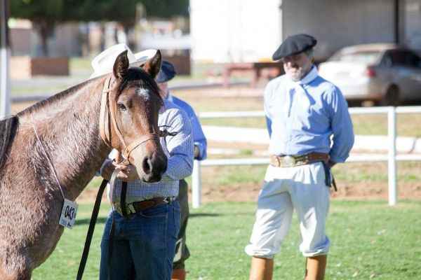 Cavalos so classificados em exposio em MT e seguem para final; Quatro Estados participaram de etapa