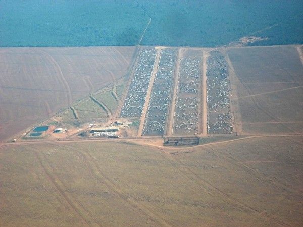 Fazenda do Grupo Pinesso, em Mato Grosso, tem confinamento de gado e agricultura