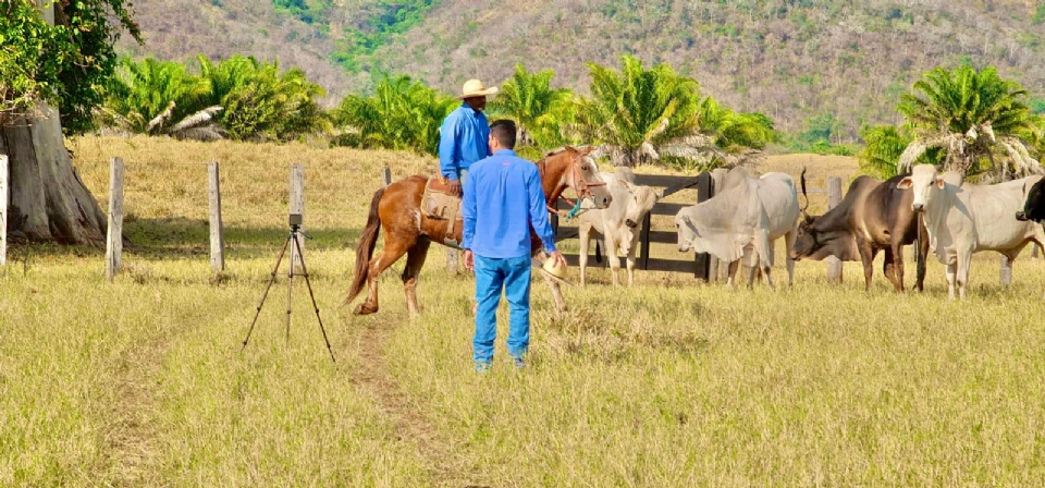 Tecnologia avana no campo e facilita compra e venda de gado em Mato Grosso para pecuaristas