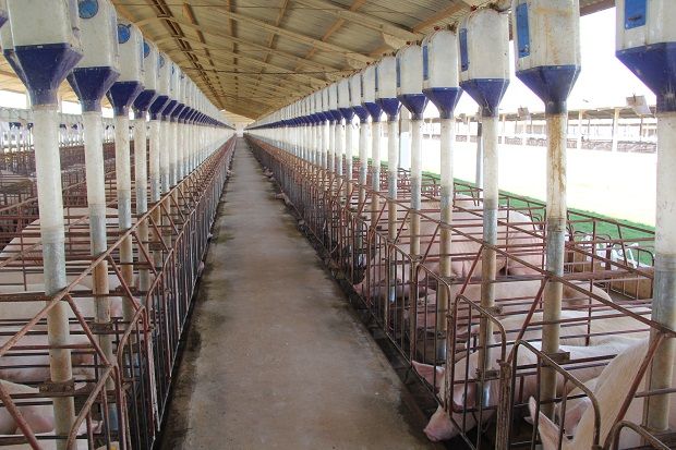Suinocultores pedem redução no preço de pauta do suíno vivo, após aumento de 46%