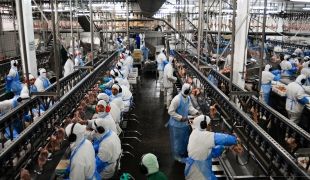 Mato Grosso escapa do mais recente veto russo  carne bovina