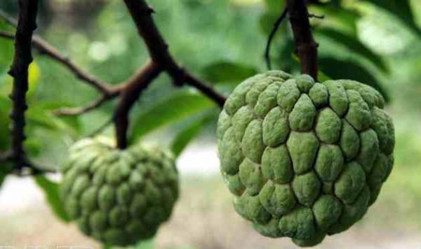 Fruta do Conde pode ser alternativa de renda para pequenos agricultores de Mato Grosso