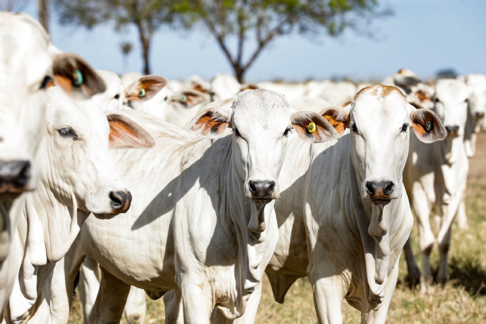 Com mais de 34,4 milhões de animais, MT lidera ranking de estados com maior rebanho bovino