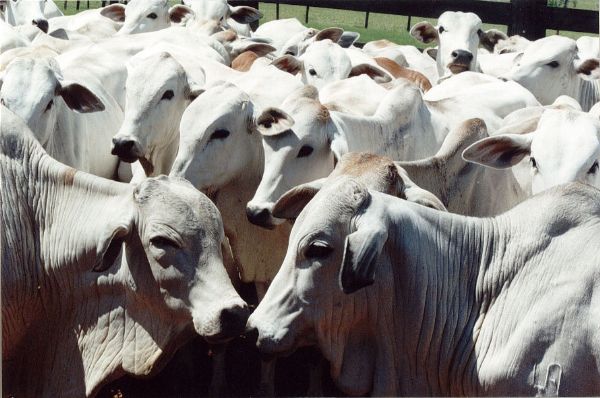 FCO Rural tem R$ 1,7 bilho aprovados em projetos que envolvem aquisio de insumos e matrizes bovinas