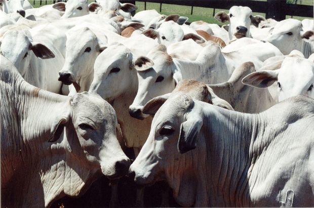 Vacinao contra febre aftosa na fronteira de Mato Grosso com a Bolvia ser acompanhada pelo Indea