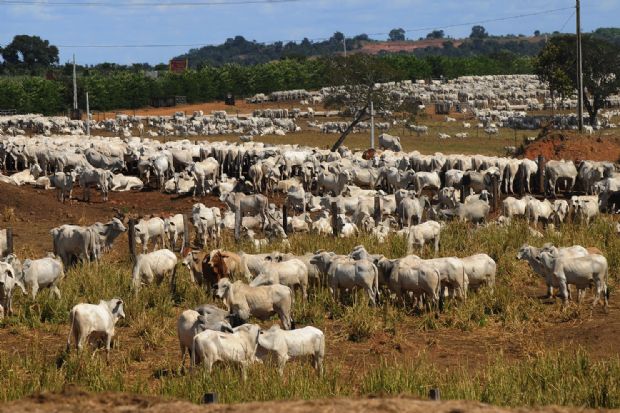 Prazo do CAR foi prorrogado at o dia 31 maio. Para Mato Grosso, atualizao termina em junho.