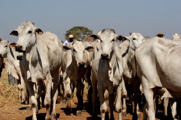 Rebanho mato-grossense: medida  fundamental para o trabalho da defesa sanitria animal