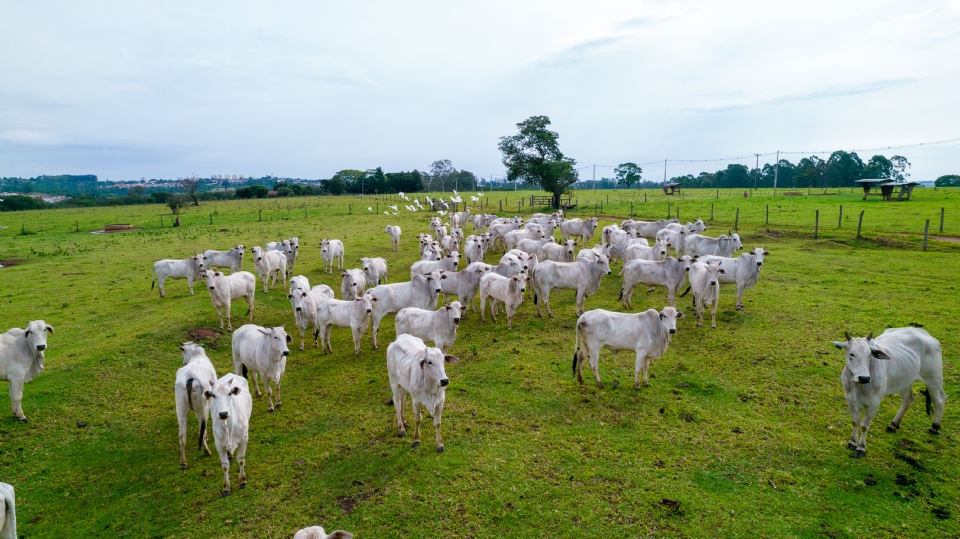 Frum Agro MT e ALMT articulam e Governo revoga cobrana de taxa sobre transporte de bovinos e bubalinos