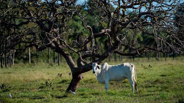 Sema e Embrapa abrem inscries para curso sobre adequao ambiental de propriedade rural