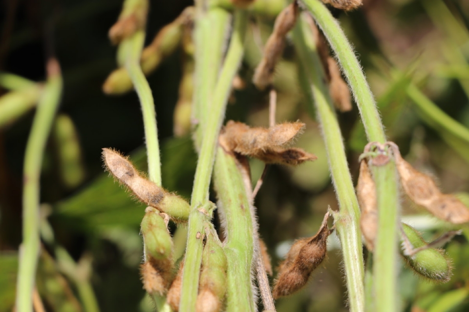 Produtores relatam ‘podridão’ em grãos de soja; Aprosoja ainda não sabe o motivo