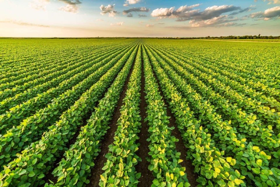 UFMT avana nos estudos sobre nanotecnologia para estimular crescimento de plantas no agro