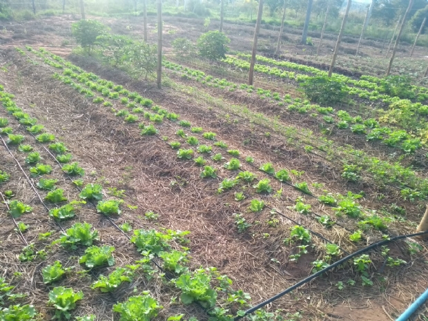 Horta de Cesar Pina Cassiano