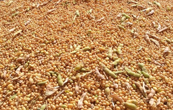 Sementes de soja transgnica representam 93% da atual safra e colaboram para reduo de impactos ambientais