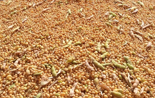 Semente de variedade de soja contrabandeada da Argentina se espalha em lavouras brasileiras