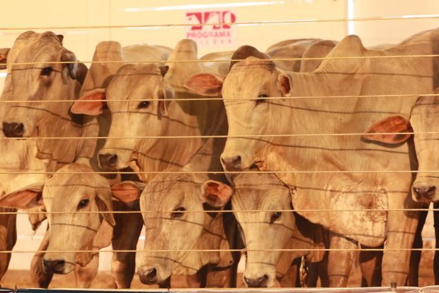 Leilo de Gado da Parecis SuperAgro tem lote especial para Hospital de Cncer