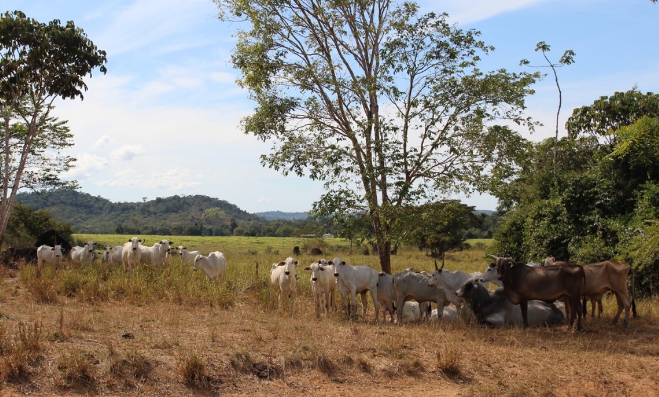 Gado impulsiona ocupao de terras pblicas na Amaznia; municpio de MT tem seis bois por pessoa