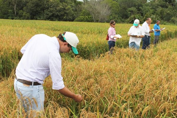 Variedade de arroz � tolerante a estresse h�drico e acamamento em MT