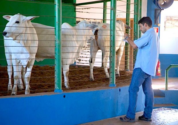 Nova modalidade de julgamento tem recorde quebrado por Nelore em Cuiab