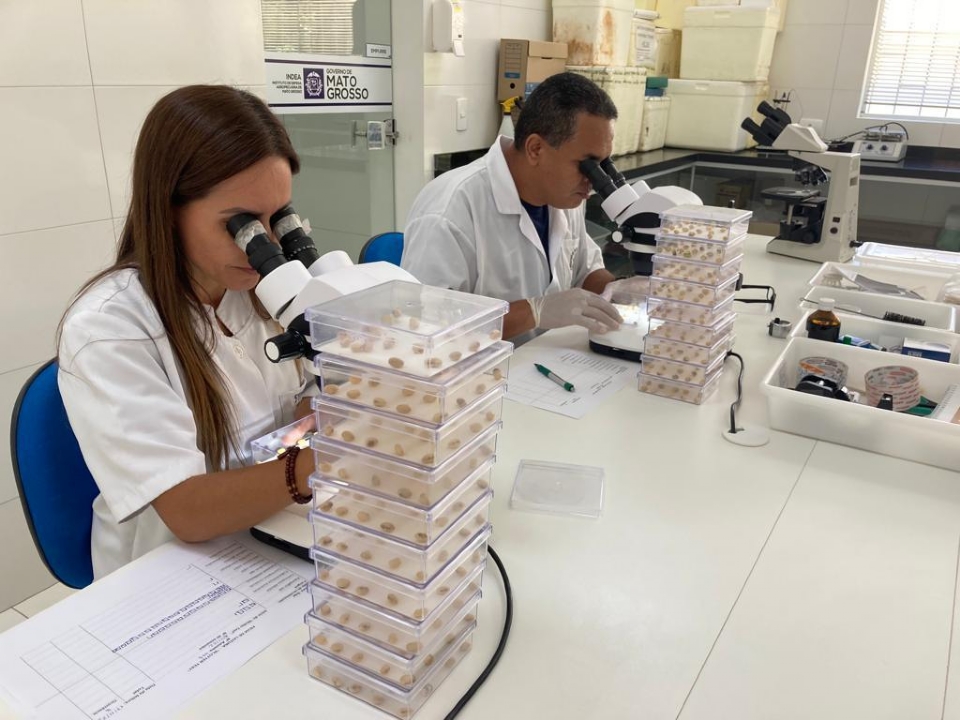 Laboratrio de Sanidade Vegetal do Indea auxilia no combate a doenas na agropecuria