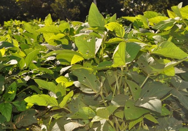 Projeto que visa a proibio da venda de sementes transgnicas tolerantes a herbicidas est em anlise