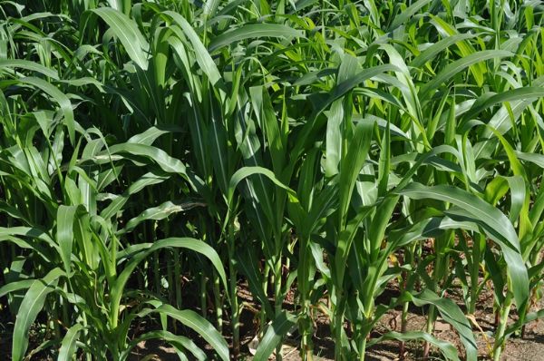 Mato Grosso semeia 3,1% da rea destinada ao milho; Falta de chuva preocupa